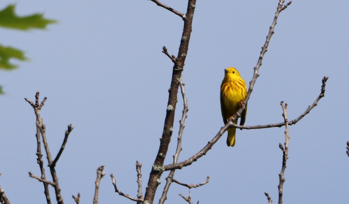 Yellow Warbler - ML620496512