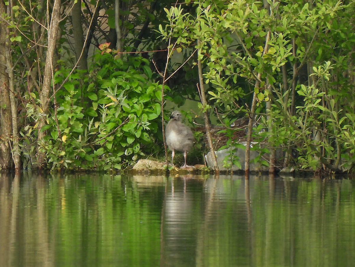 Gaviota del Caspio - ML620496520