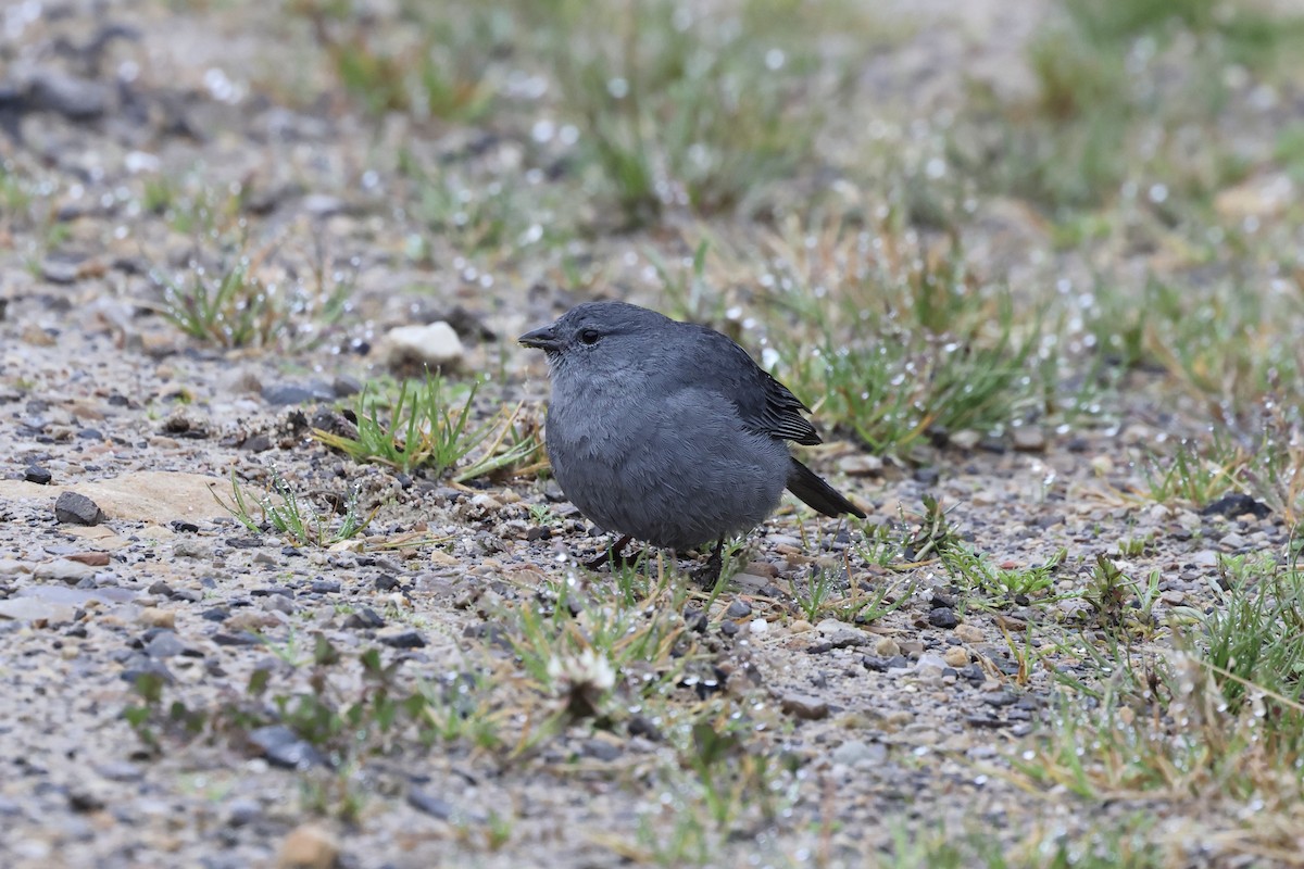 Plumbeous Sierra Finch - ML620496521