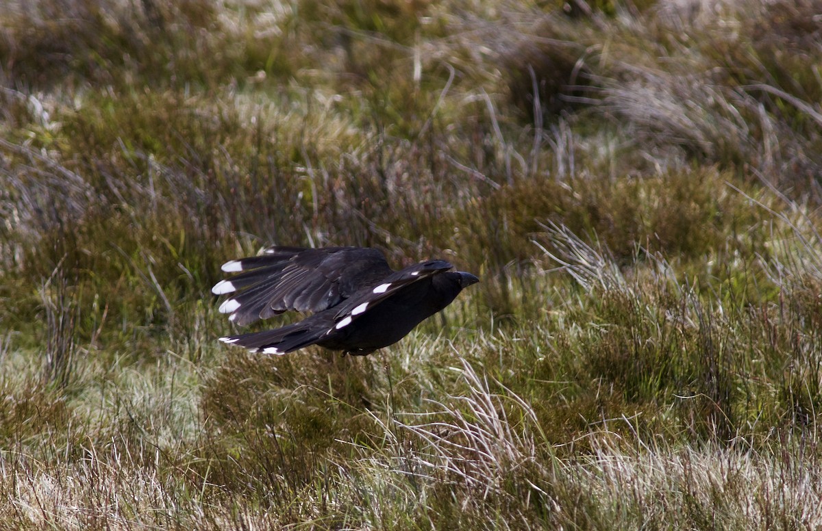 Black Currawong - ML620496522