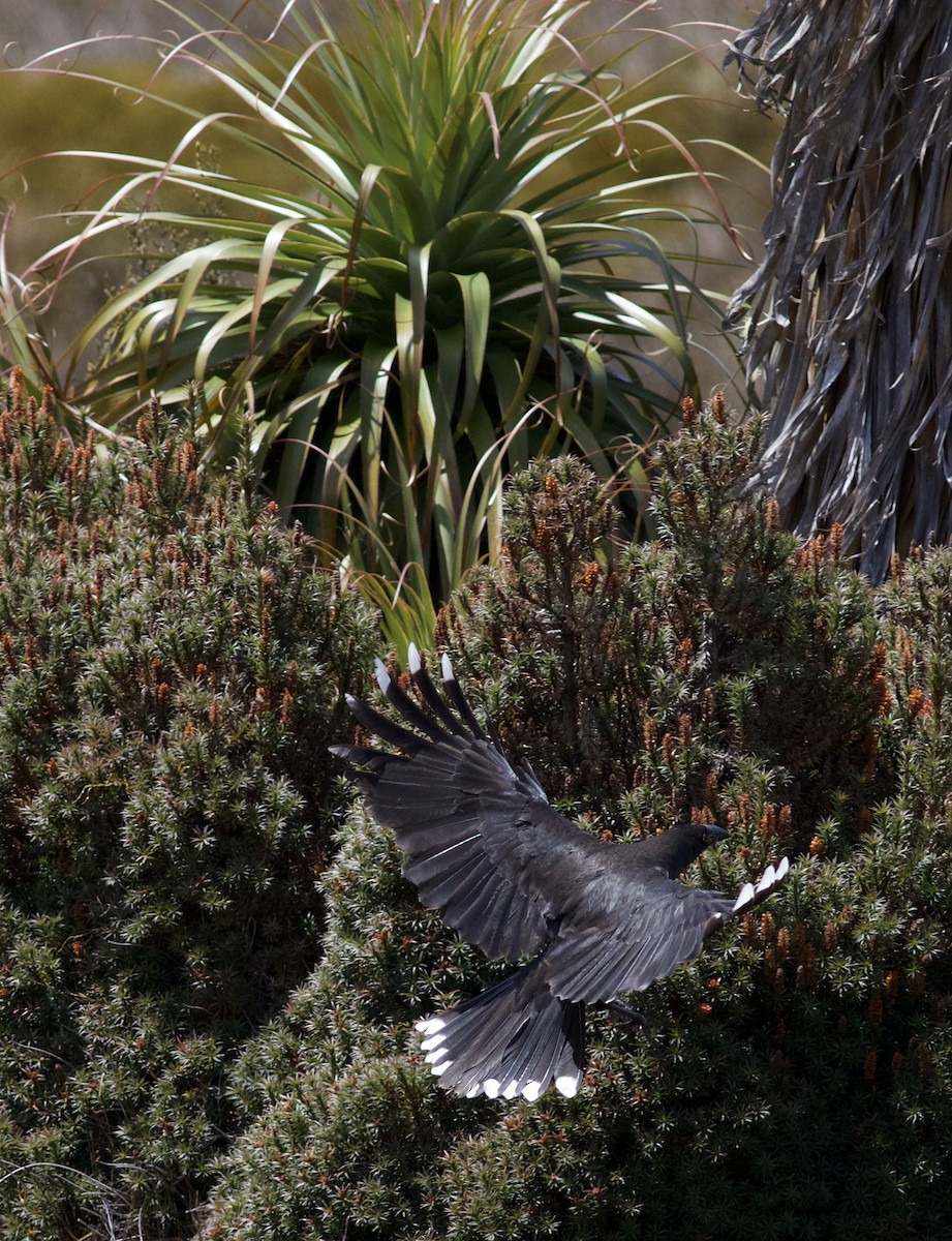 Black Currawong - ML620496523