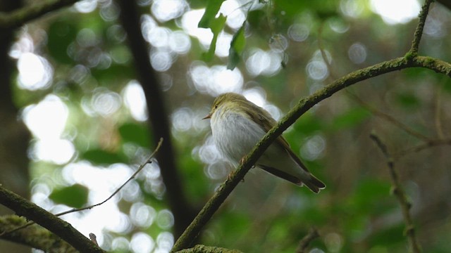 Wood Warbler - ML620496525