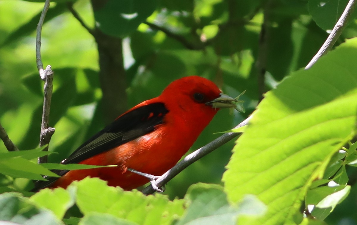 Scarlet Tanager - ML620496529