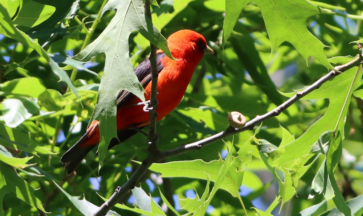 Scarlet Tanager - ML620496530