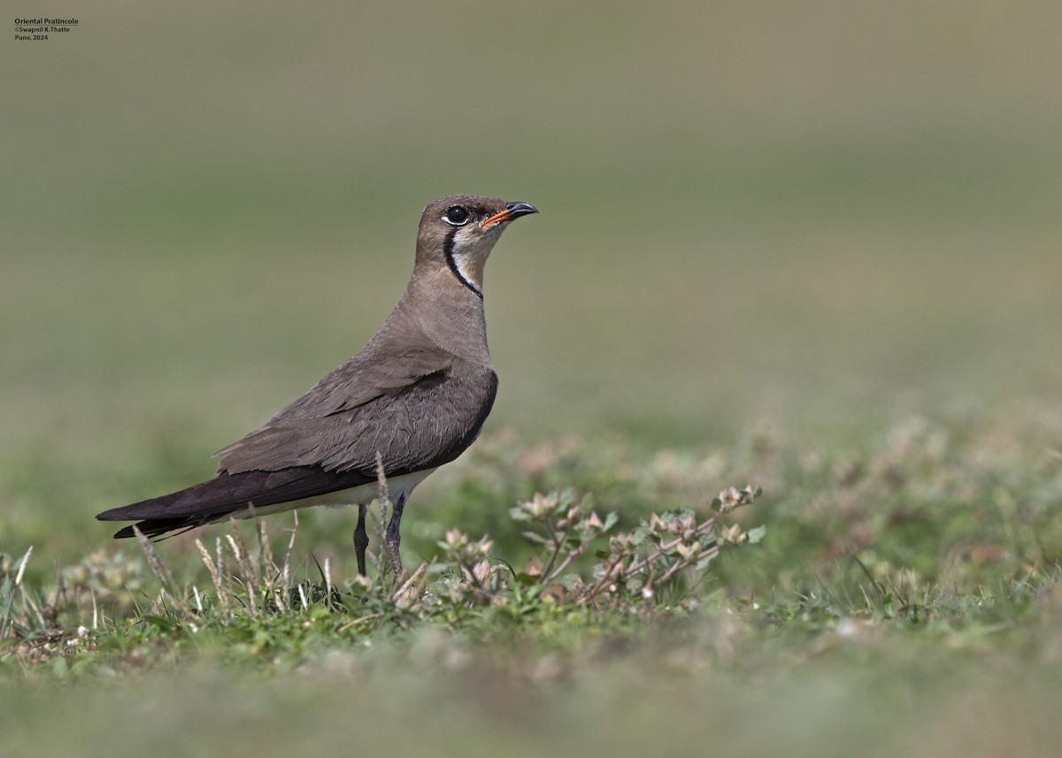 Oriental Pratincole - ML620496533