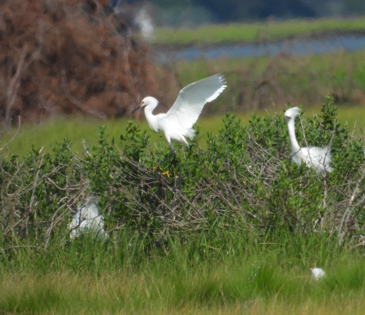 Snowy Egret - ML620496541