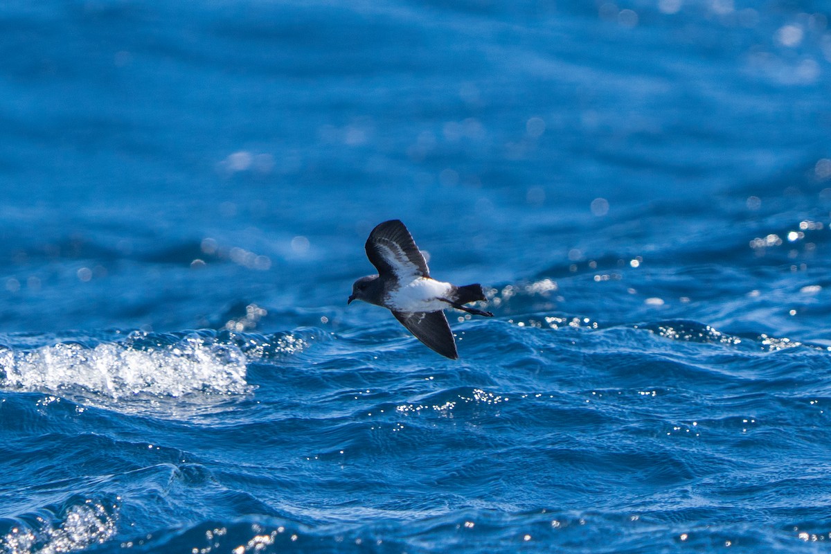 Black-bellied Storm-Petrel - ML620496542