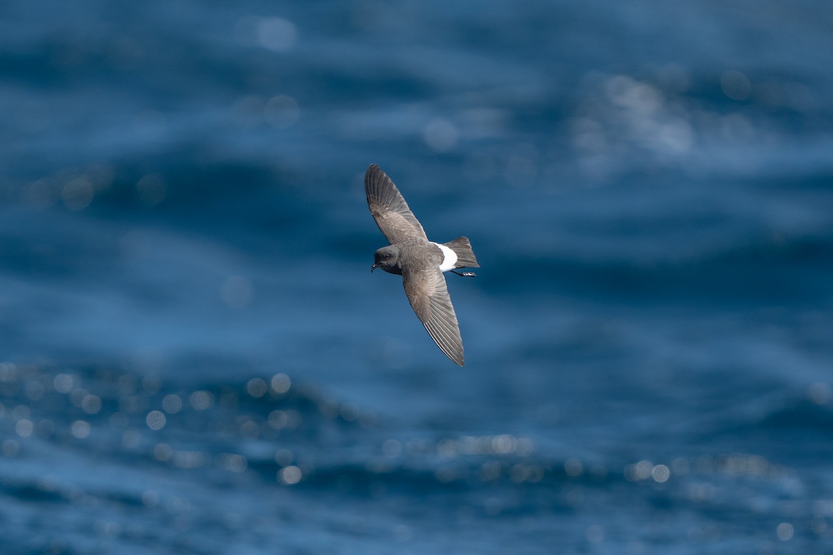 Black-bellied Storm-Petrel - ML620496543