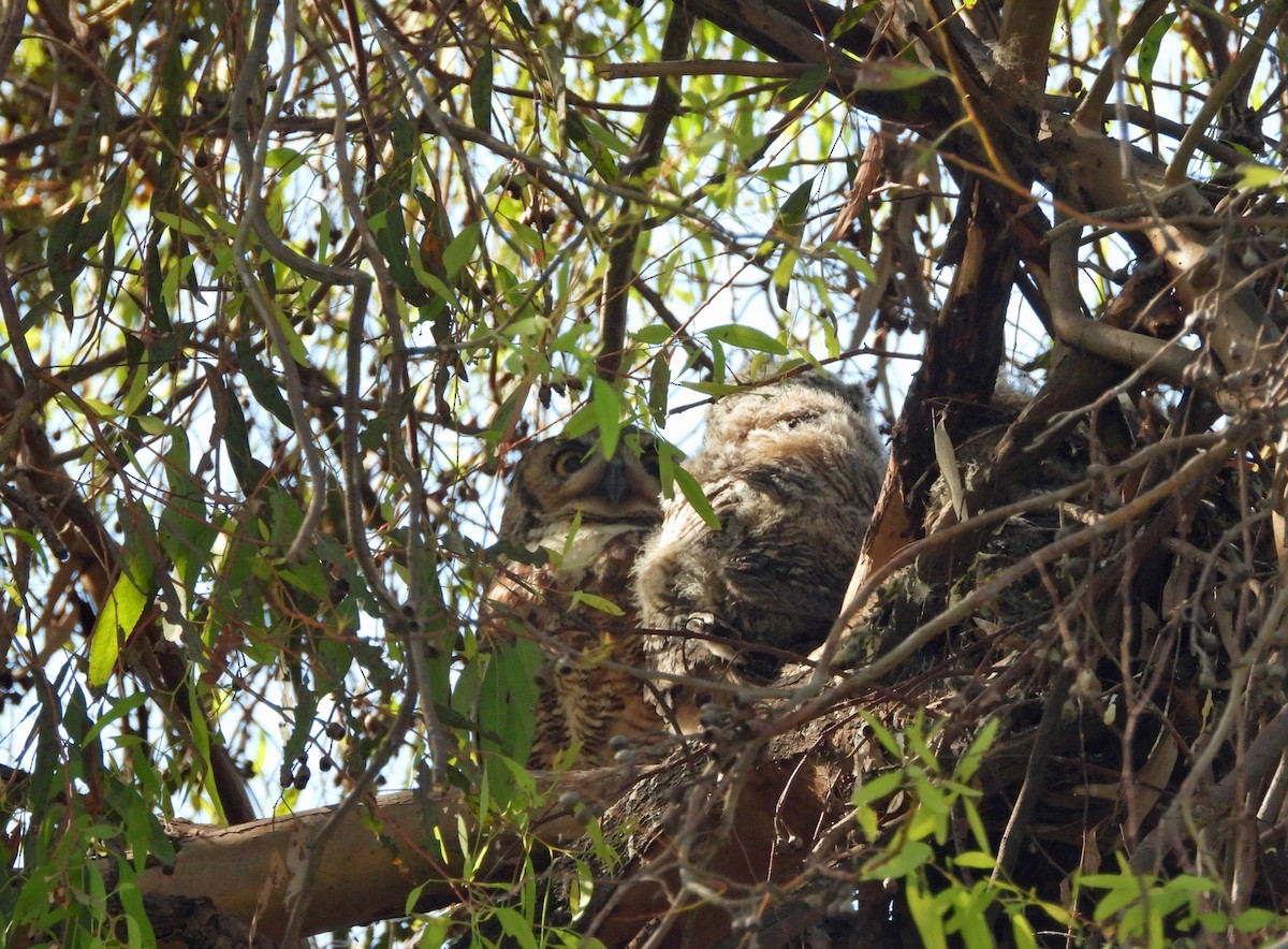 Great Horned Owl - ML620496544