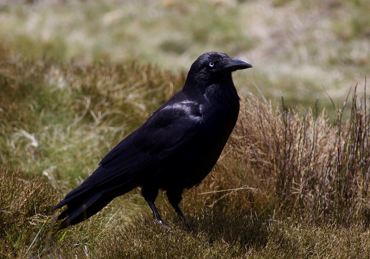 Corbeau de Tasmanie - ML620496545