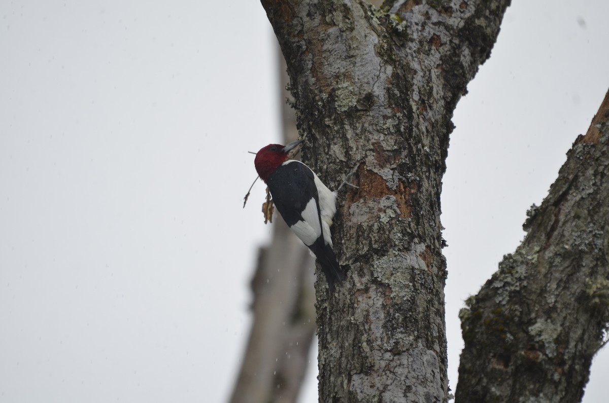 Red-headed Woodpecker - ML620496546