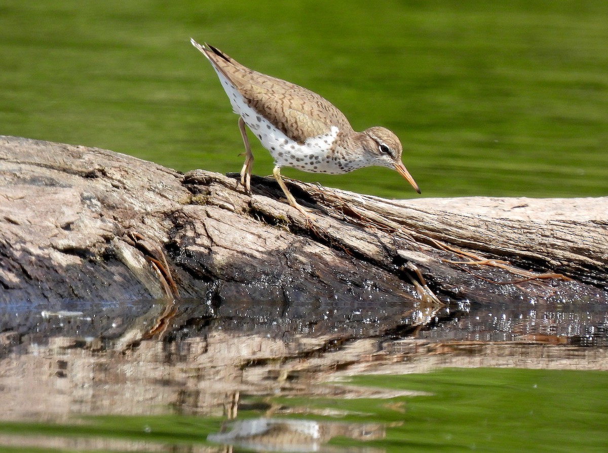 Spotted Sandpiper - ML620496556