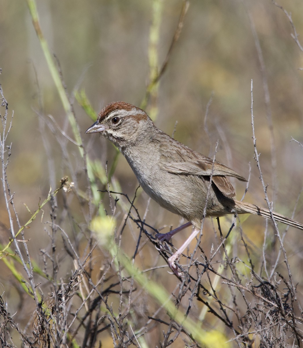 Rufous-crowned Sparrow - ML620496558