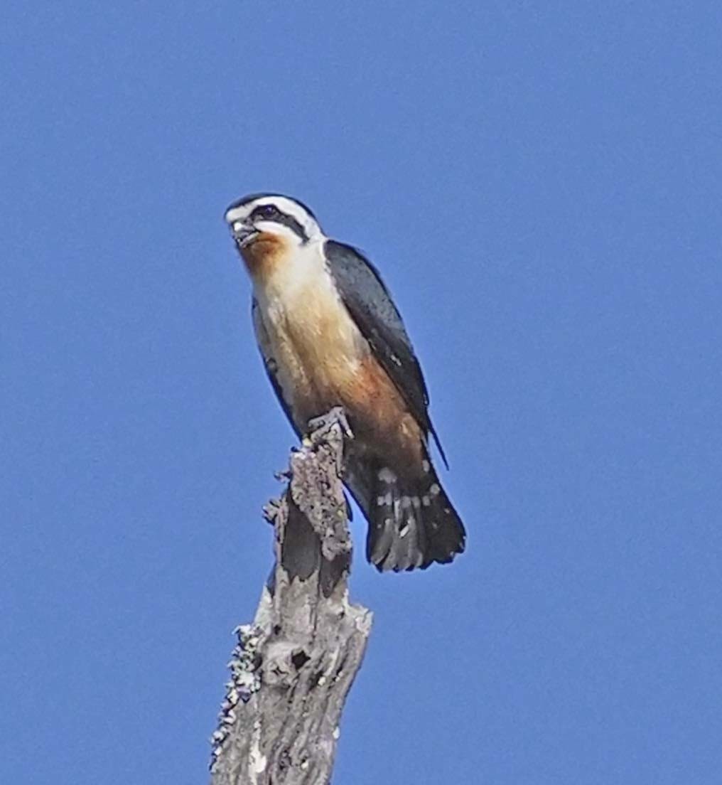 Collared Falconet - ML620496561