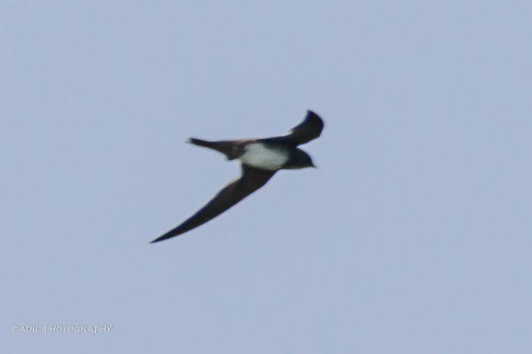 Alpine Swift - ML620496564