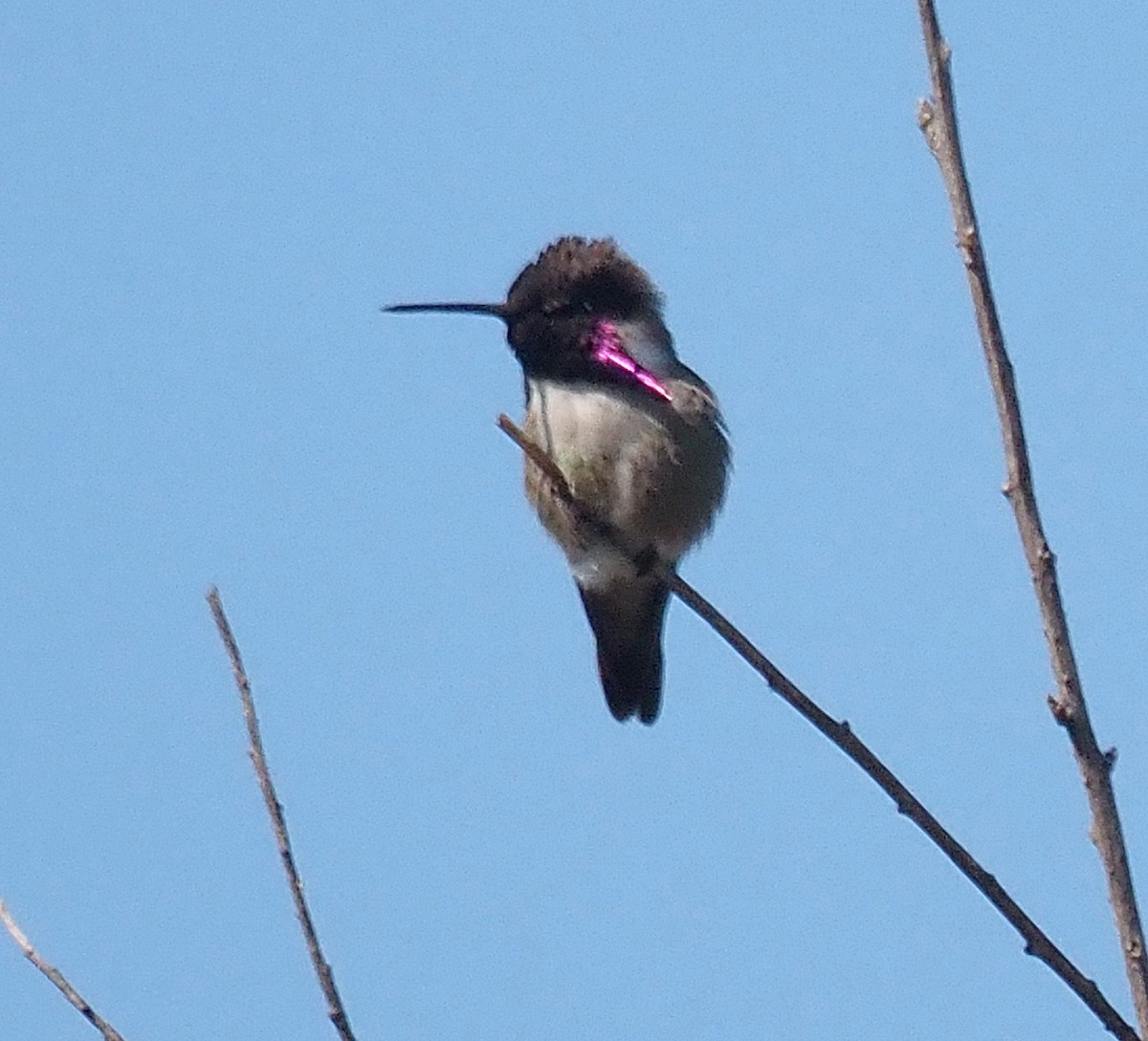 Costa's Hummingbird - ML620496566