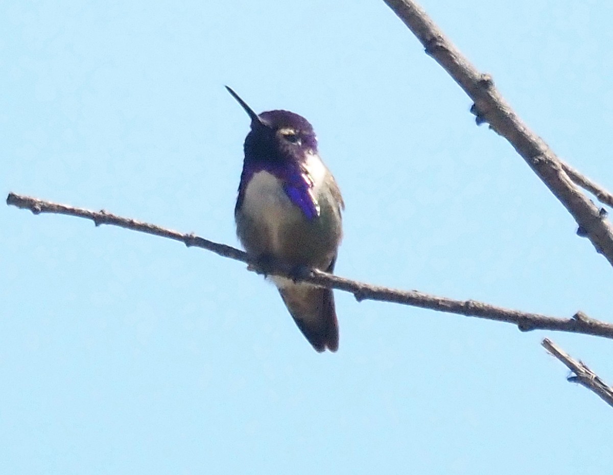 Costa's Hummingbird - ML620496568