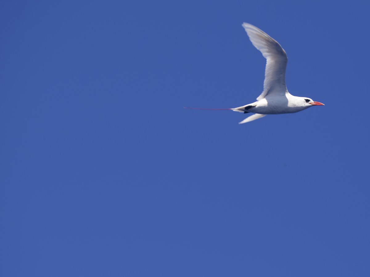 Red-tailed Tropicbird - ML620496571