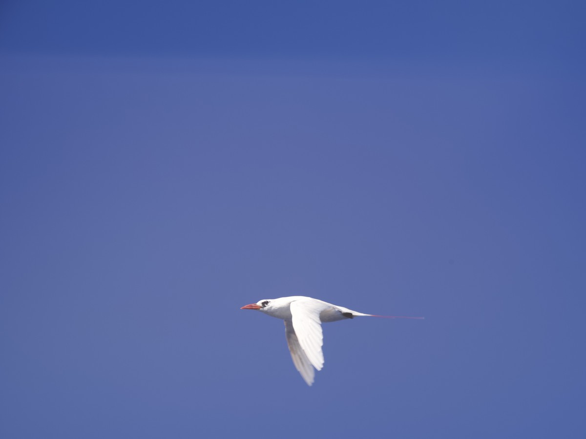 Red-tailed Tropicbird - ML620496572