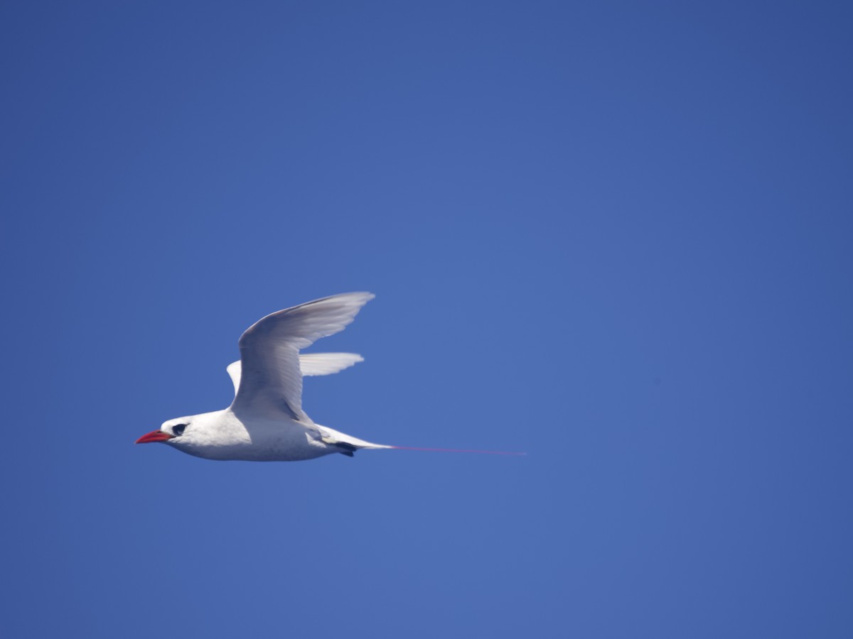 Red-tailed Tropicbird - Darwin 200 Voyage