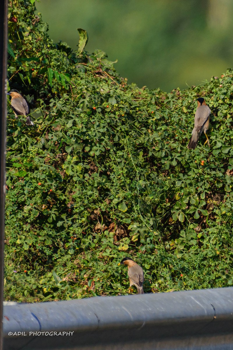 Brahminy Starling - ML620496575