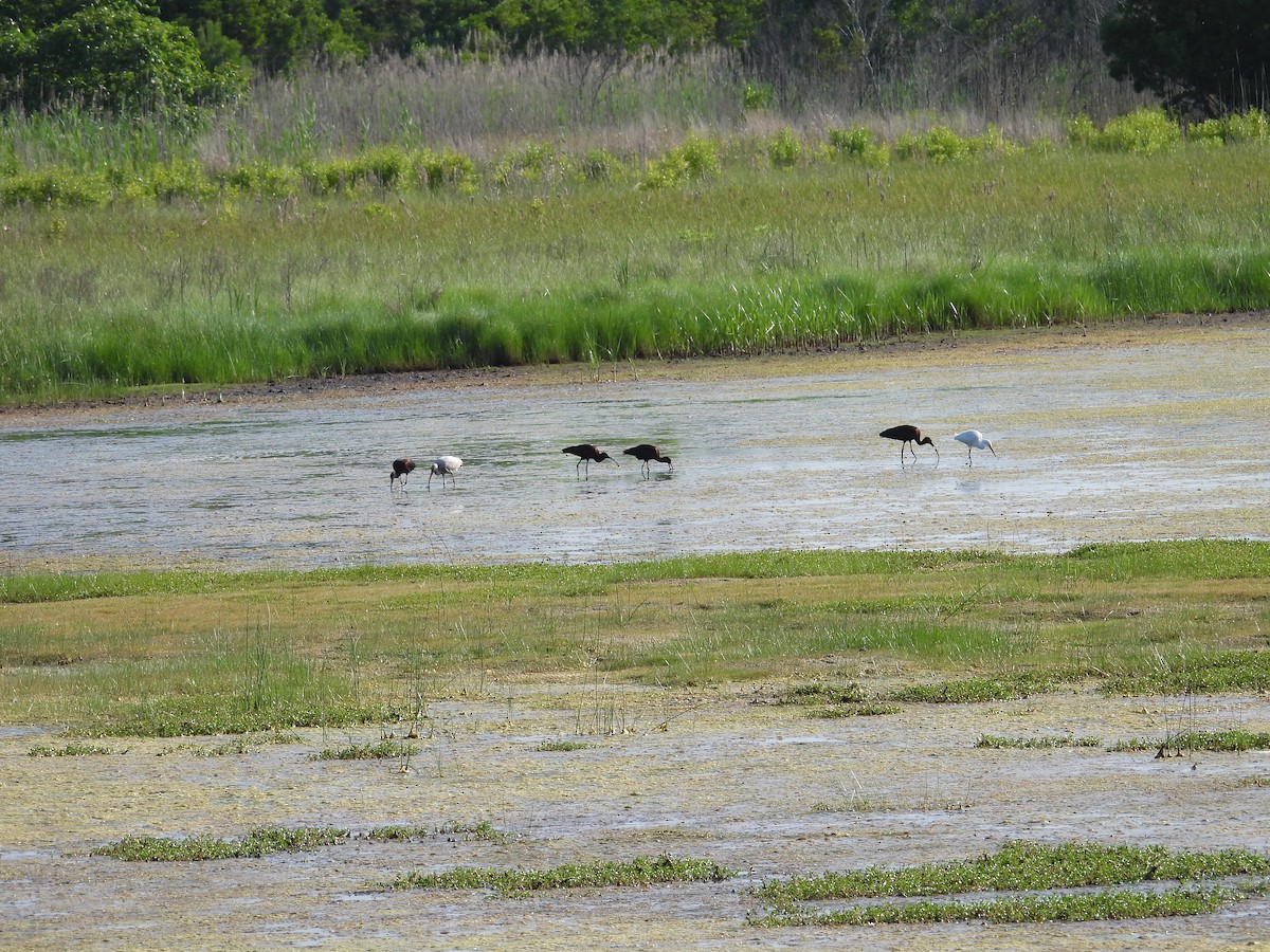 ibis hnědý - ML620496577