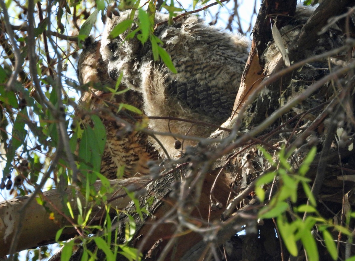 Great Horned Owl - ML620496580