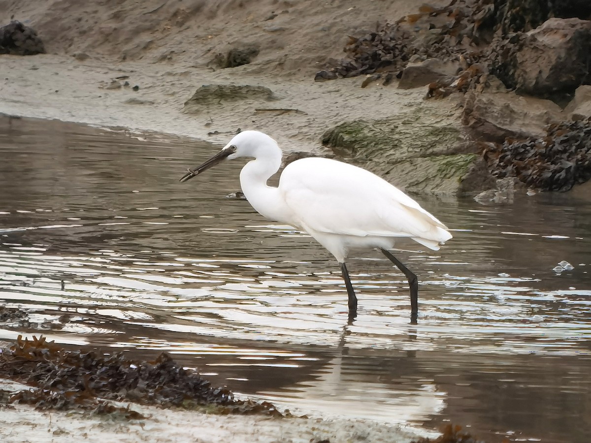 Little Egret - ML620496581