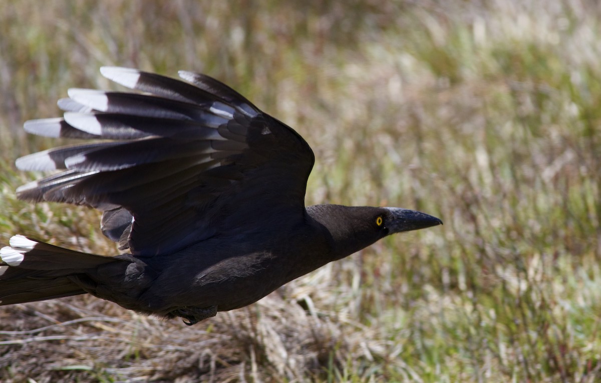 Black Currawong - ML620496584