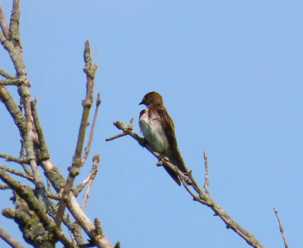 Northern Rough-winged Swallow - ML620496586