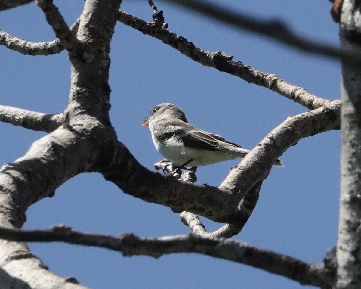 Willow Flycatcher - ML620496587