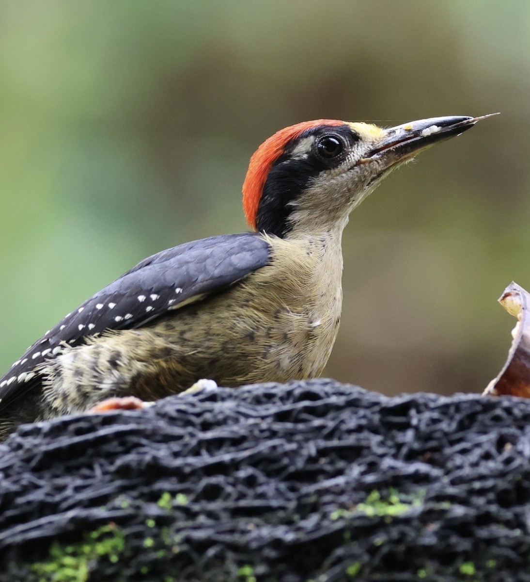 Black-cheeked Woodpecker - Debbie Crowley