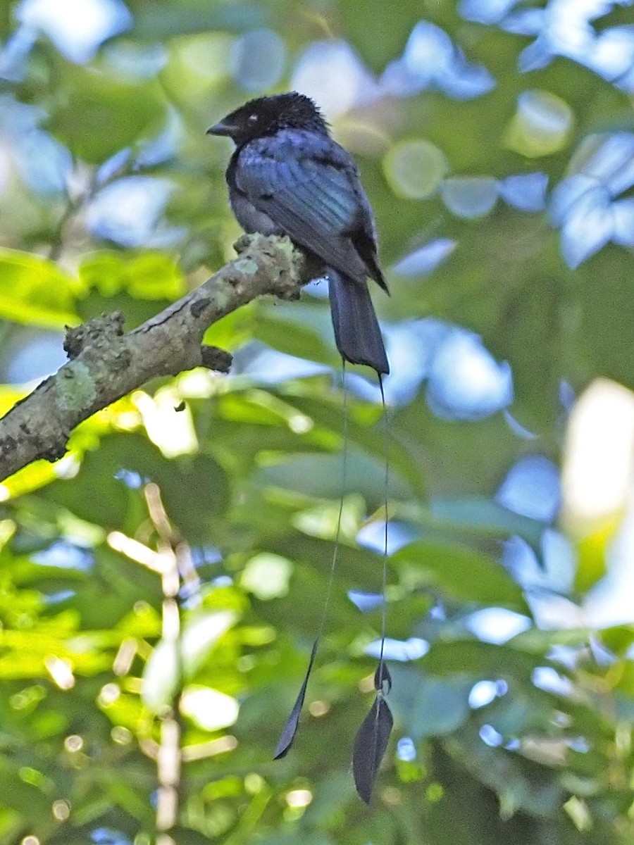 Lesser Racket-tailed Drongo - ML620496598