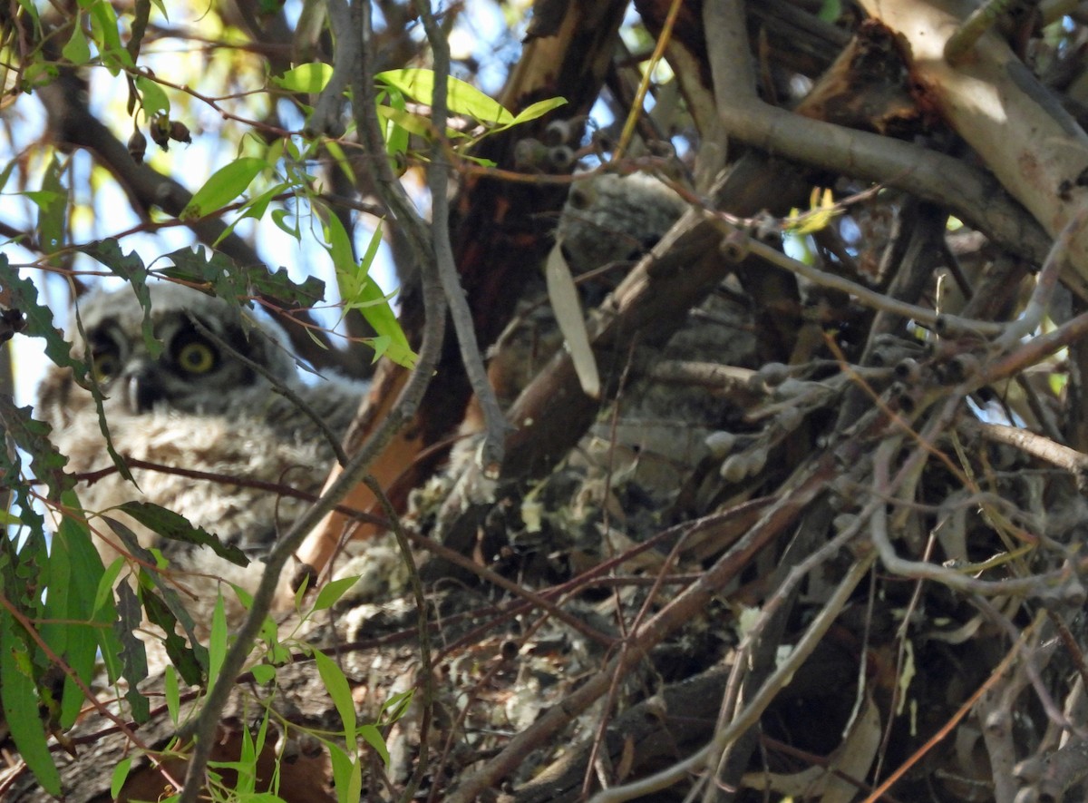 Great Horned Owl - Rod Higbie