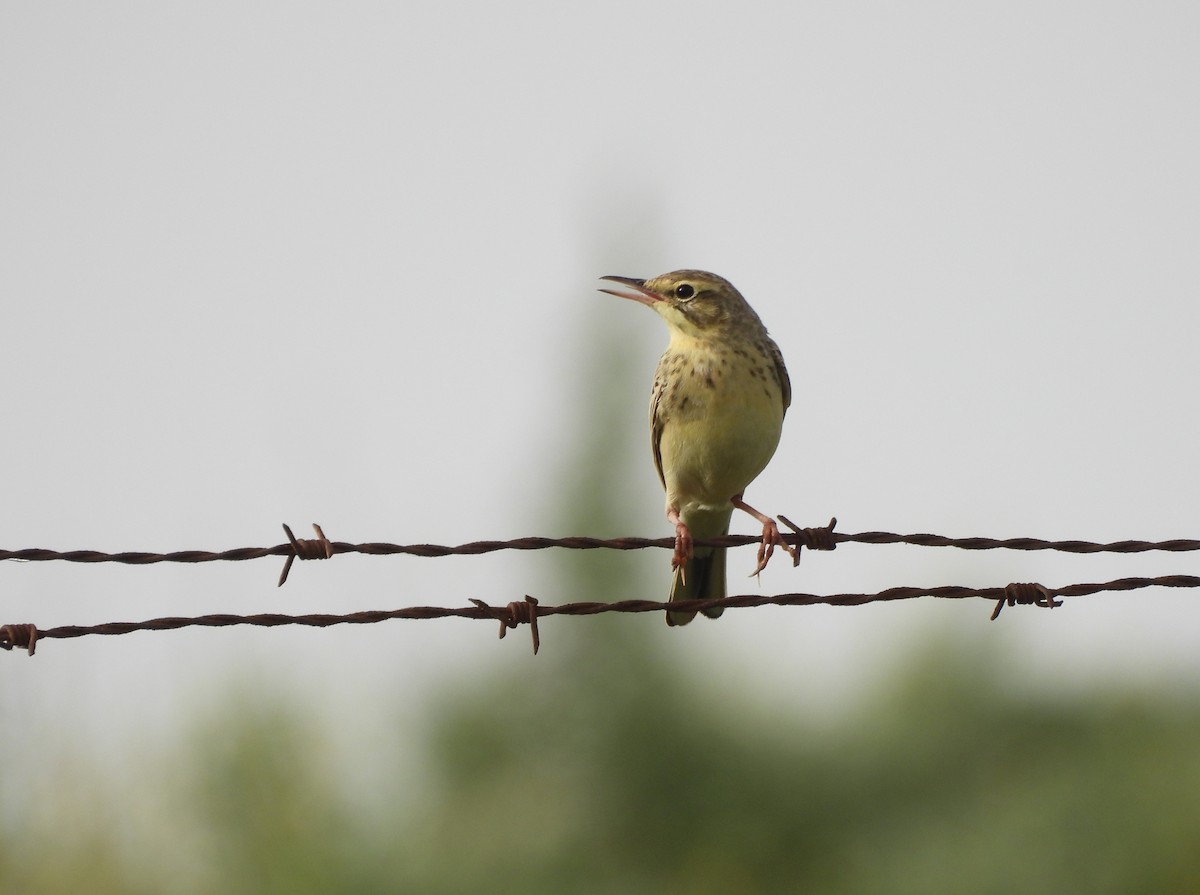 Tawny Pipit - ML620496602