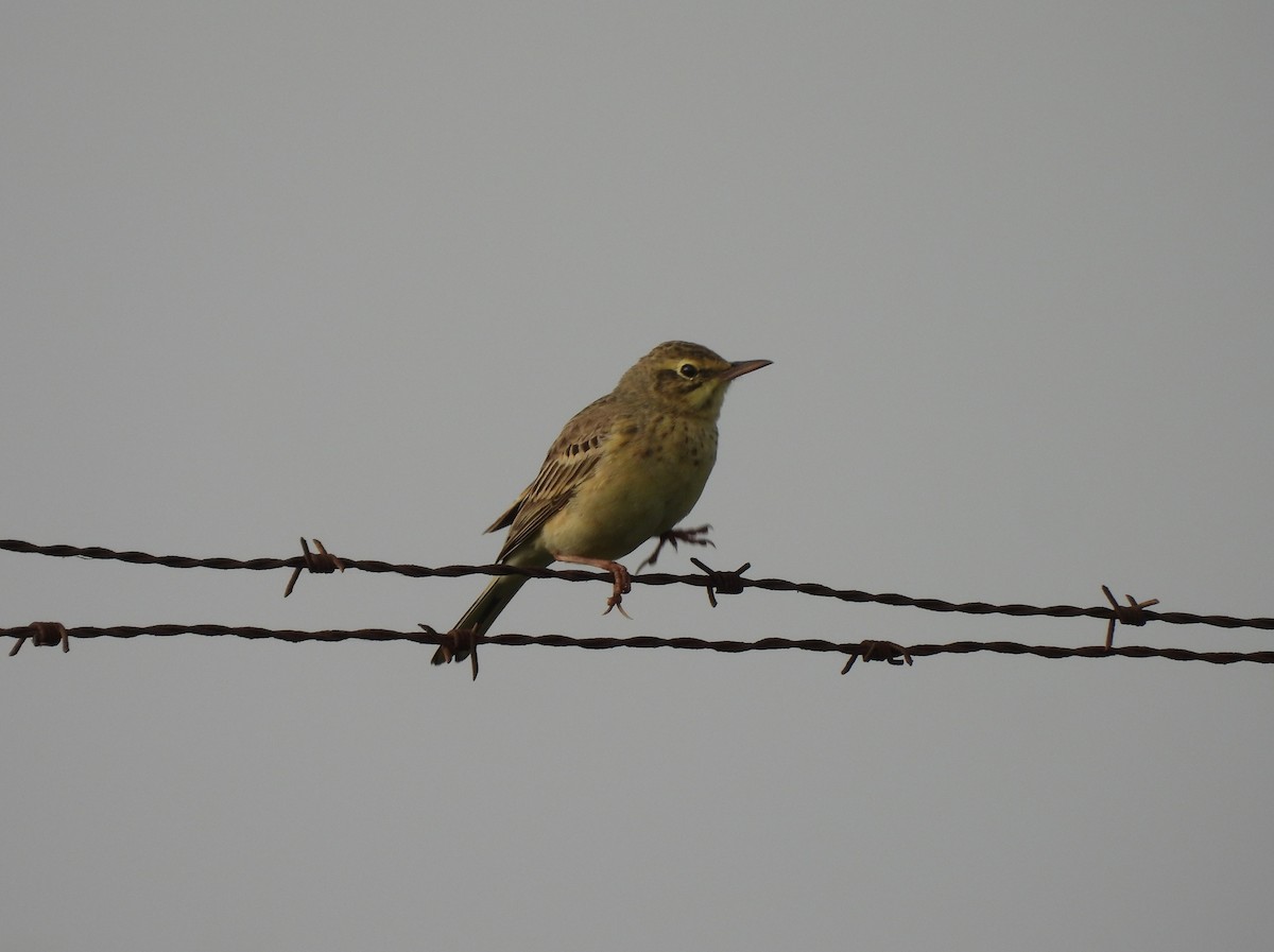 Tawny Pipit - ML620496604