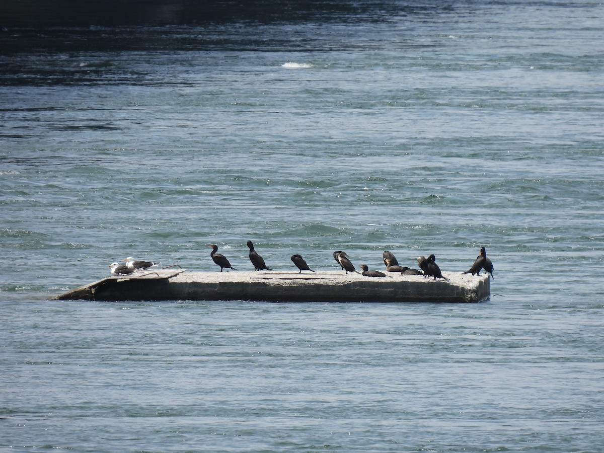 Double-crested Cormorant - ML620496613