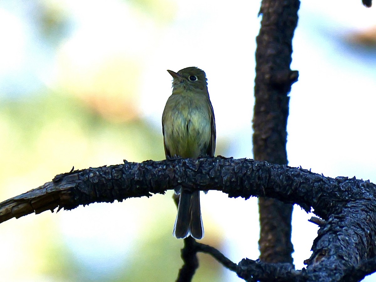 Western Flycatcher (Cordilleran) - ML620496618