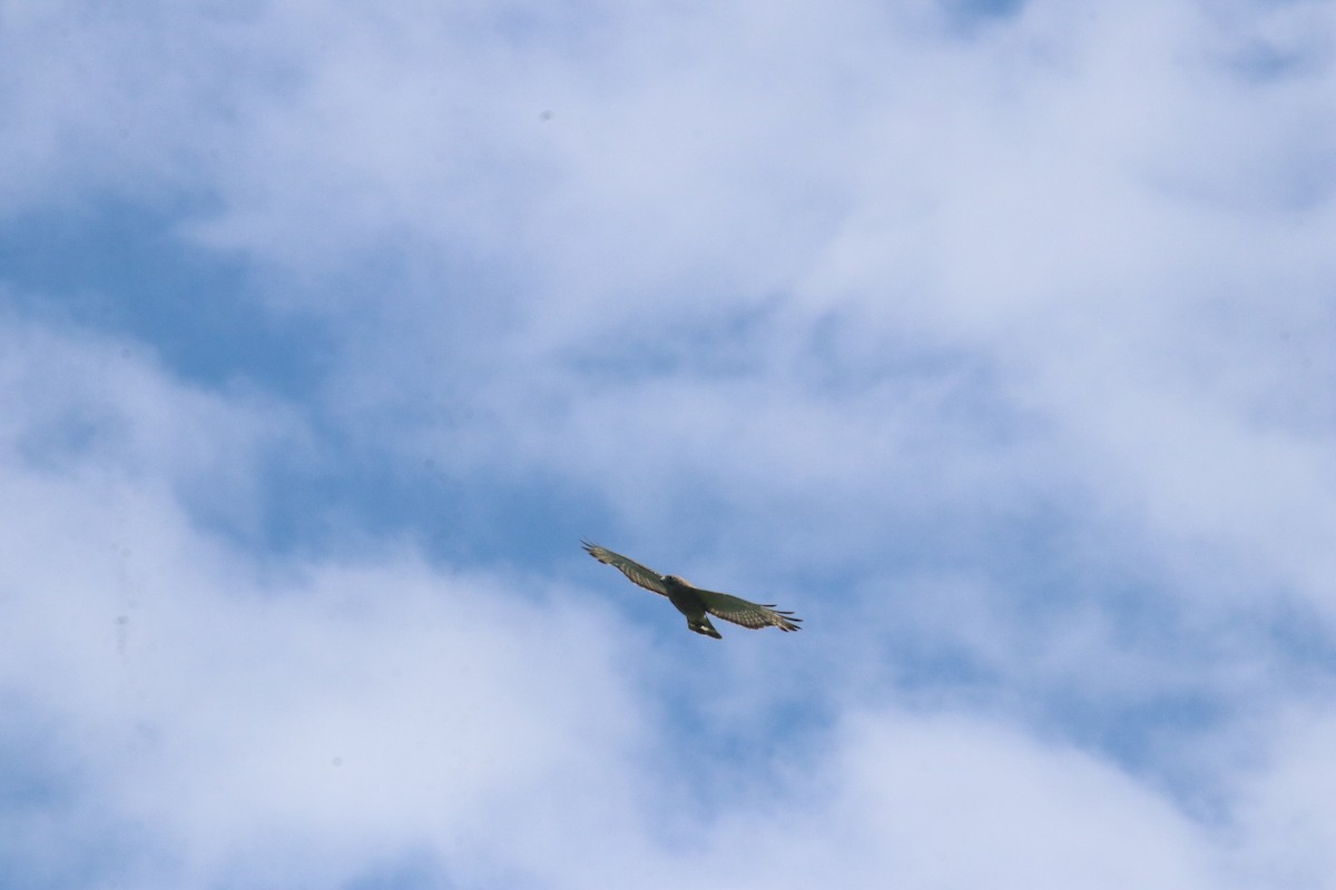 Broad-winged Hawk - ML620496623