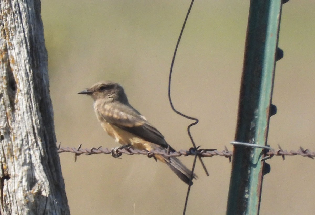 Say's Phoebe - Joseph Cepeda