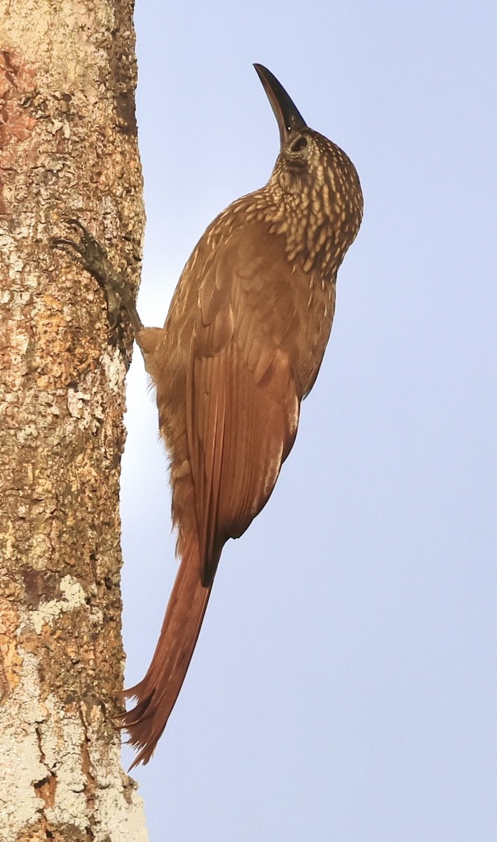 Cocoa Woodcreeper - ML620496640