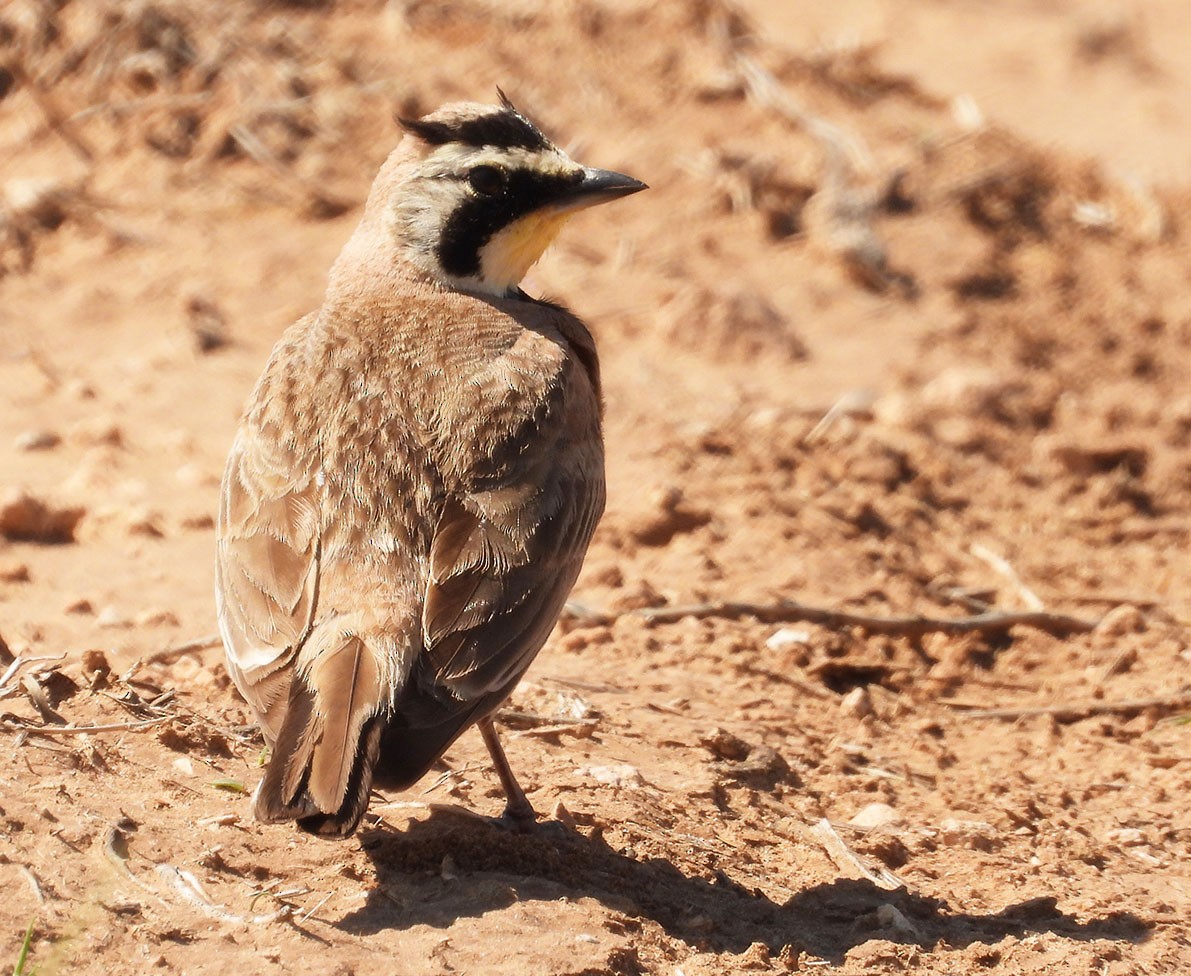 Horned Lark - ML620496652