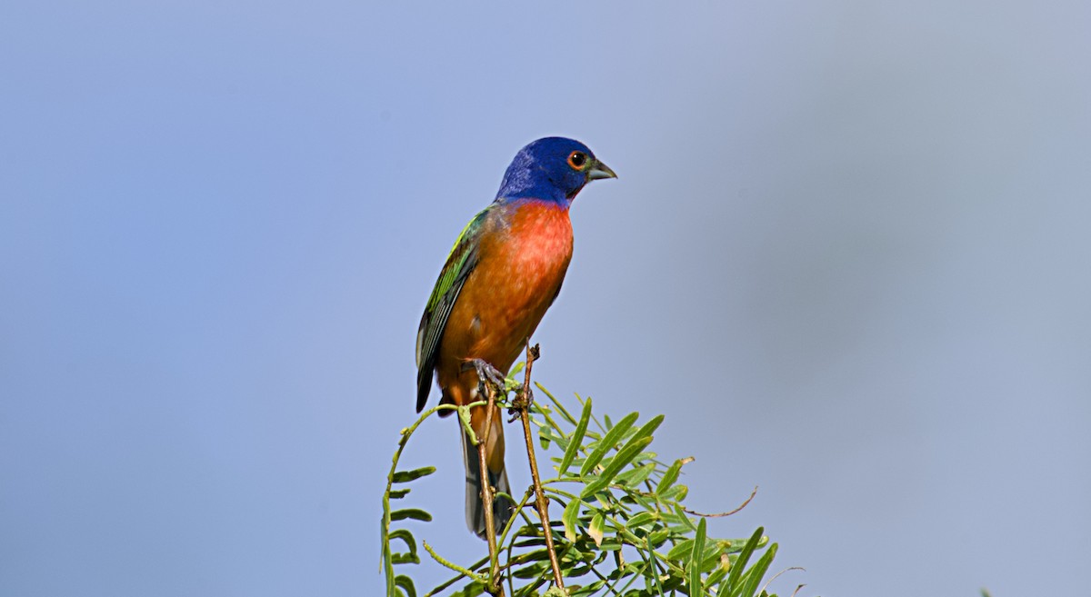 Painted Bunting - ML620496653