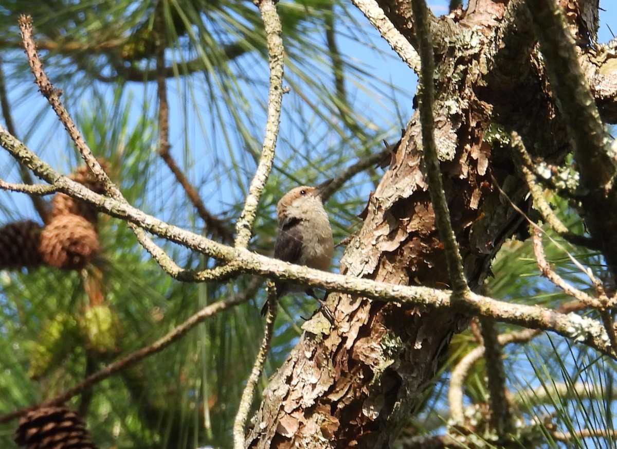 Brown-headed Nuthatch - ML620496659