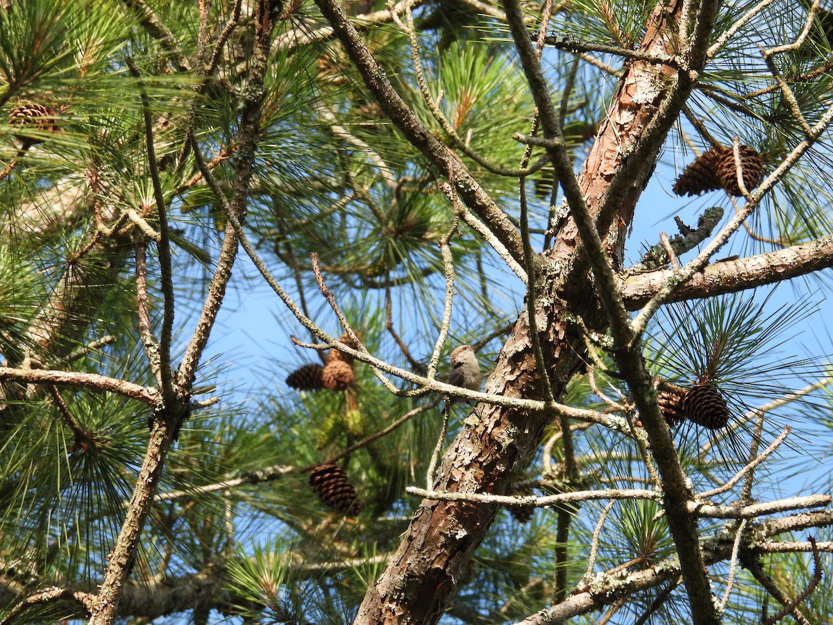 Brown-headed Nuthatch - ML620496660