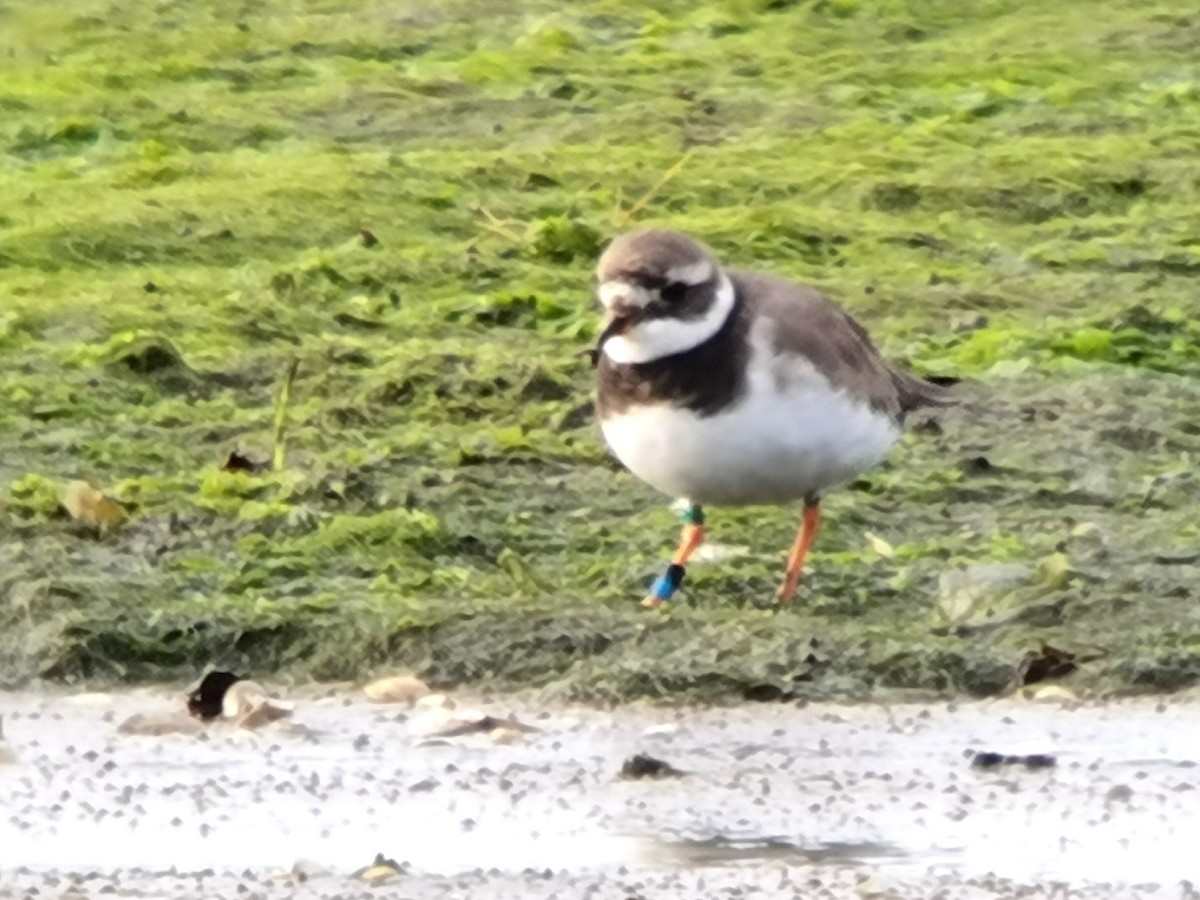 Common Ringed Plover - ML620496662