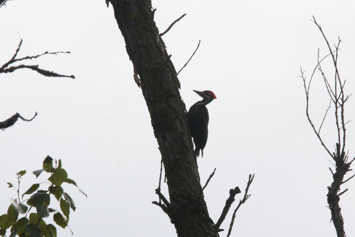 Pileated Woodpecker - ML620496663