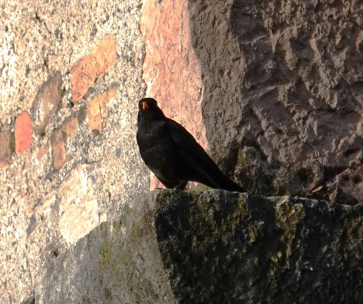 Eurasian Blackbird - ML620496664