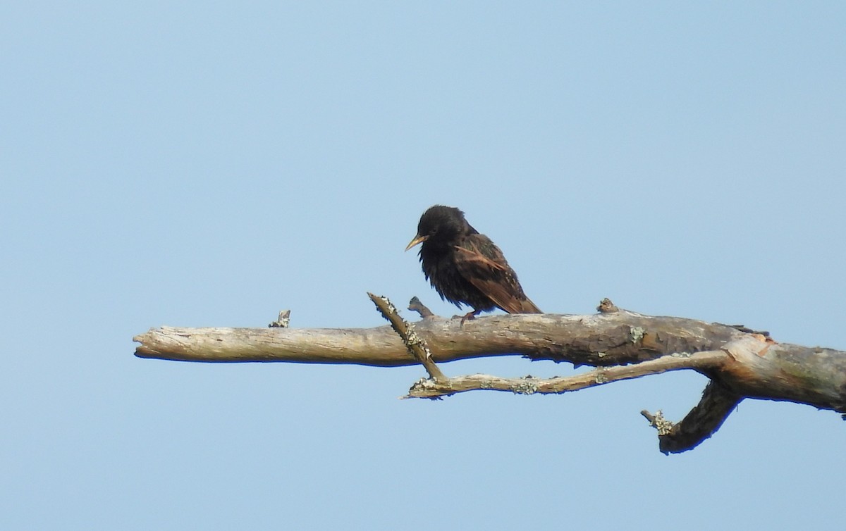 European Starling - ML620496666