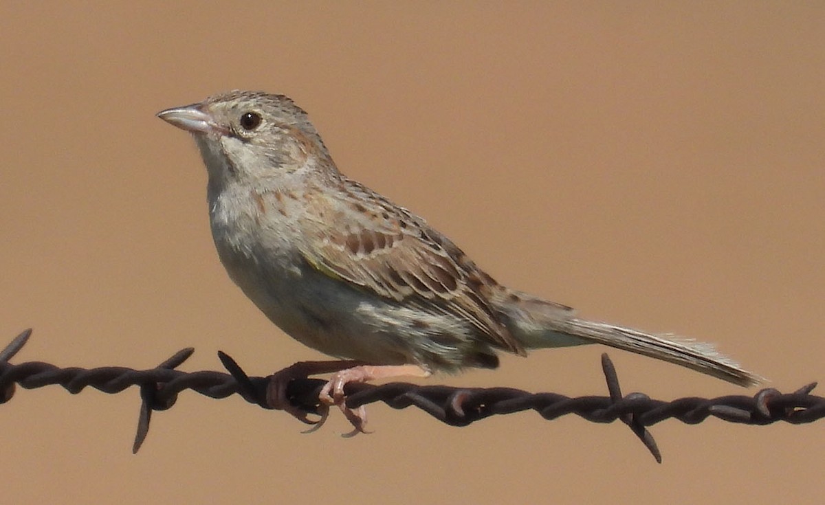 Cassin's Sparrow - ML620496668